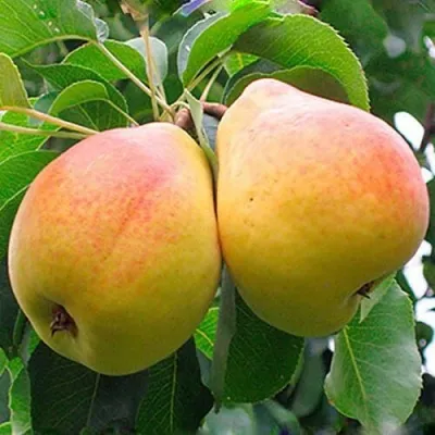 Груша ФЛЕЙТА — описание сорта Груша ФЛЕЙТА в Москве