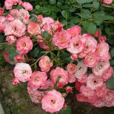 Саженцы роз ПАТ ДЕ ВЕЛЮР шраб в Москве