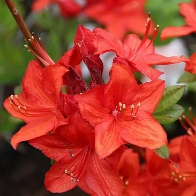 Азалия ПАРКФАЕР листопадная  Азалия ПАРКФАЕР листопадная в Москве