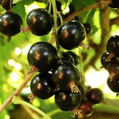 Смородина чёрная НАРА — описание сорта Смородина чёрная НАРА в Москве