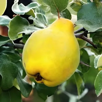 Айва МИР в Москве