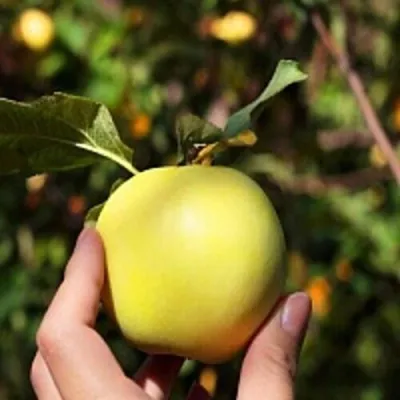 Яблоня РОССИЯНКА — описание сорта Яблоня РОССИЯНКА в Москве