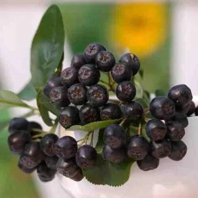 Рябина ВИКИНГ черноплодная в Москве