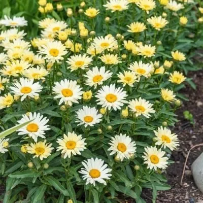 Нивяник БРОДВЕЙ ЛАЙТС великолепный в Москве