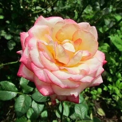 Саженцы роз ГЛОРИЯ ДЕЙ чайно-гибридная — описание сорта Саженцы роз ГЛОРИЯ ДЕЙ чайно-гибридная в Москве