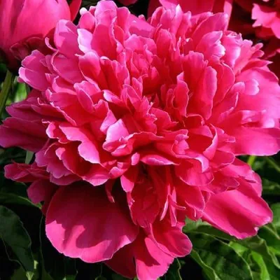 Пион ВИКТУАР ДЕ ЛА МАРН травянистый — описание сорта Пион ВИКТУАР ДЕ ЛА МАРН травянистый в Москве