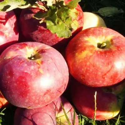 Яблоня АПОРТ в Москве