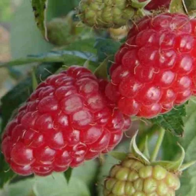 Малина РАДЗИЕВА — описание сорта Малина РАДЗИЕВА в Москве