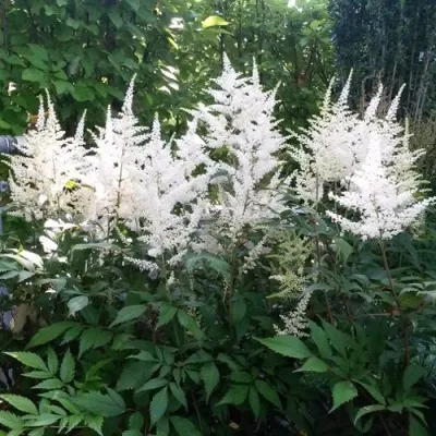 Астильба БРАУТШЛЕЙЕР Арендса в Москве