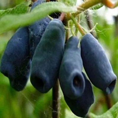 Жимолость съедобная НАРЫМСКАЯ — описание сорта Жимолость съедобная НАРЫМСКАЯ в Москве