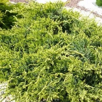 Можжевельник ГОЛД СТАР средний — описание сорта Можжевельник ГОЛД СТАР средний в Москве