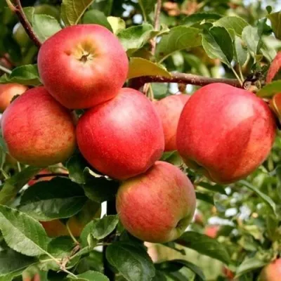 Яблоня ГАЛА МАСТ — описание сорта Яблоня ГАЛА МАСТ в Москве