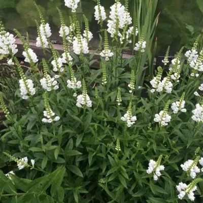 Физостегия АЛЬБА виргинская в Москве