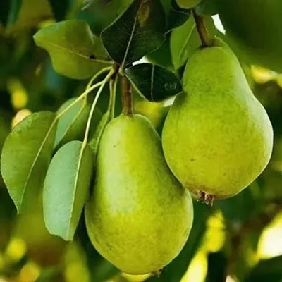 Груша СЕВЕРЯНКА колонновидная  Груша СЕВЕРЯНКА колонновидная в Москве