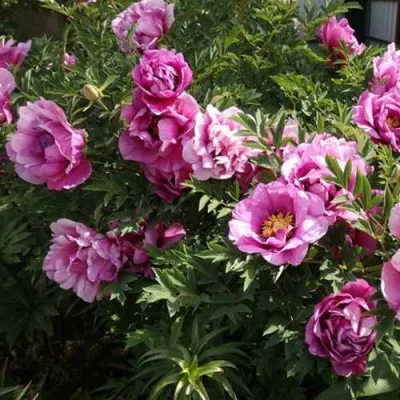 Пион ВРАТА ХРАМА древовидный  — описание сорта Пион ВРАТА ХРАМА древовидный  в Москве