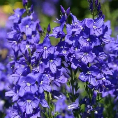 Вероника австрийская — описание сорта Вероника австрийская в Москве