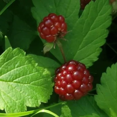 Княженика СУСАННА — описание сорта Княженика СУСАННА в Москве