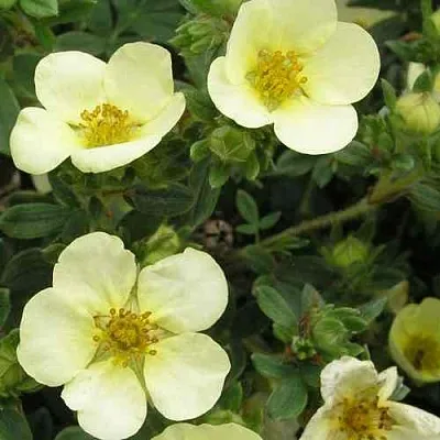 Лапчатка ЭЛИЗАБЕТ кустарниковая  Лапчатка ЭЛИЗАБЕТ кустарниковая в Москве