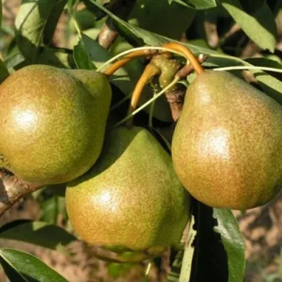 Груша ВЕСНЯНКА — описание сорта Груша ВЕСНЯНКА в Москве