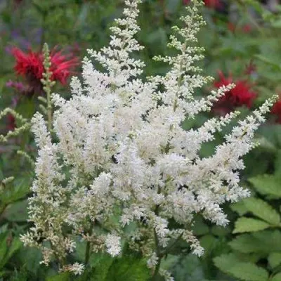 Астильба ВИЖНС ИН ВАЙТ китайская — описание сорта Астильба ВИЖНС ИН ВАЙТ китайская в Москве