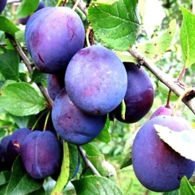 Слива ИРКУТЯНКА — описание сорта Слива ИРКУТЯНКА в Москве