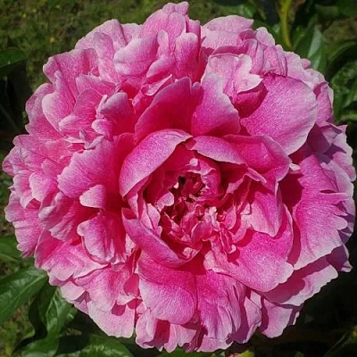 Пион ЗЕ ФОН травянистый в Москве