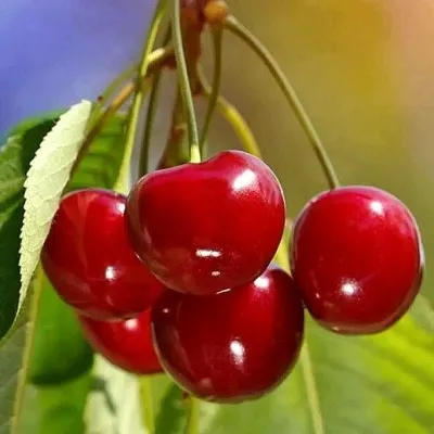 Черешня ТЕРЕМОШКА — описание сорта Черешня ТЕРЕМОШКА в Москве