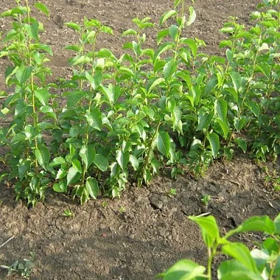 Подвой вишни АНТИПКА в Москве