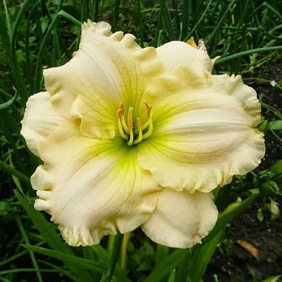 Лилейник БЛИЗЗАРД БЕЙ гибридный  Лилейник БЛИЗЗАРД БЕЙ гибридный в Москве