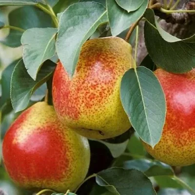 Груша ГОРНАЯ КРАСАВИЦА — описание сорта Груша ГОРНАЯ КРАСАВИЦА в Москве