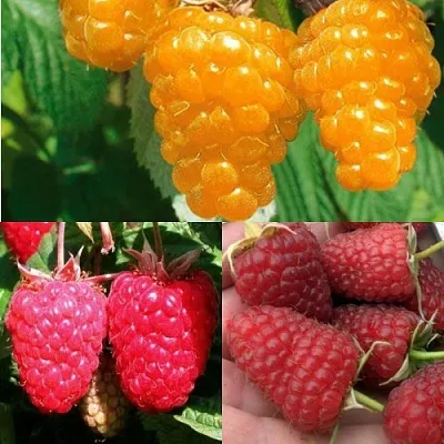 Комплект ЗОЛОТАЯ МАЛИНА в Москве