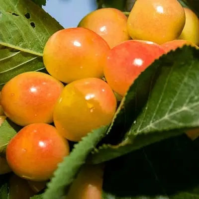 Дюк (черевишня) БЕЛОЧКА  Дюк (черевишня) БЕЛОЧКА в Москве