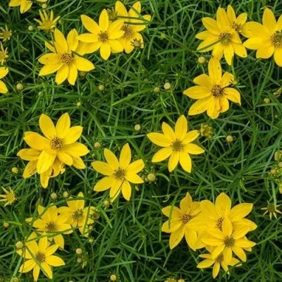 Кореопсис мутовчатый — описание сорта Кореопсис мутовчатый в Москве