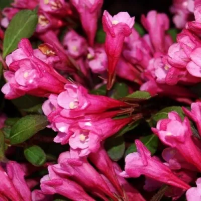 Вейгела ВИКТОРИЯ в Москве