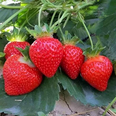 Клубника ТЕА  Клубника ТЕА в Москве