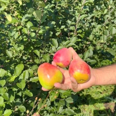 Яблоня КАНДИЛЬ БАГРЯНЫЙ — описание сорта Яблоня КАНДИЛЬ БАГРЯНЫЙ в Москве