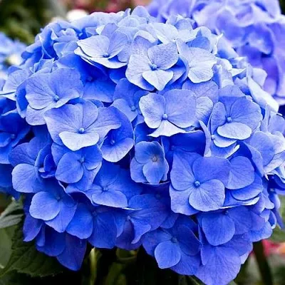 Гортензия БОДЕНСИ крупнолистная  Гортензия БОДЕНСИ крупнолистная в Москве
