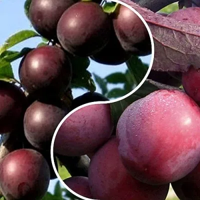 Комплект ИЗЮМИНКА САДА — описание сорта Комплект ИЗЮМИНКА САДА в Москве