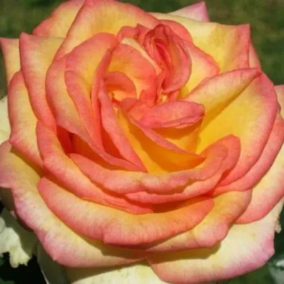 Саженцы роз АМАЗОНКА чайно-гибридная — описание сорта Саженцы роз АМАЗОНКА чайно-гибридная в Москве