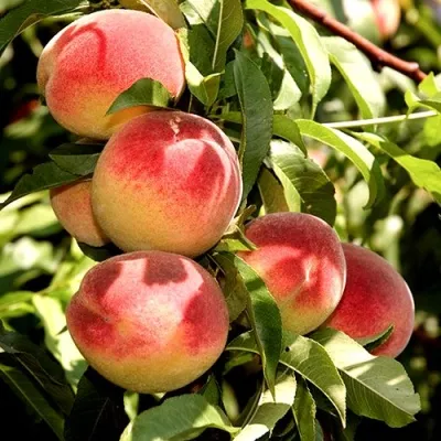 Персик НОВОСЕЛКОВСКИЙ — описание сорта Персик НОВОСЕЛКОВСКИЙ в Москве