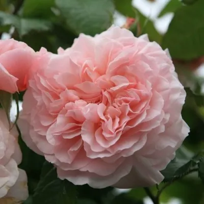 Саженцы роз РОЗ ДЕ ТОЛБИАК плетистая — описание сорта Саженцы роз РОЗ ДЕ ТОЛБИАК плетистая в Москве