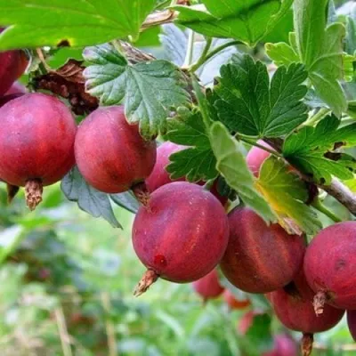 Крыжовник КРАСНОСЛАВЯНСКИЙ — описание сорта Крыжовник КРАСНОСЛАВЯНСКИЙ в Москве