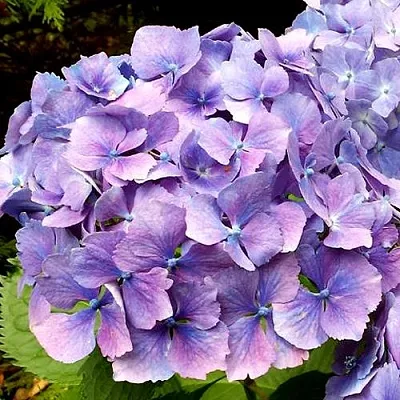 Гортензия ЙОЛА крупнолистная  Гортензия ЙОЛА крупнолистная в Москве