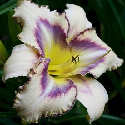 Лилейник ДЕСТИНД ТУ СИ гибридный  Лилейник ДЕСТИНД ТУ СИ гибридный в Москве