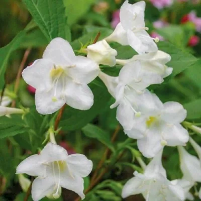 Вейгела БРИСТОЛЬСКАЯ СНЕЖИНКА в Москве