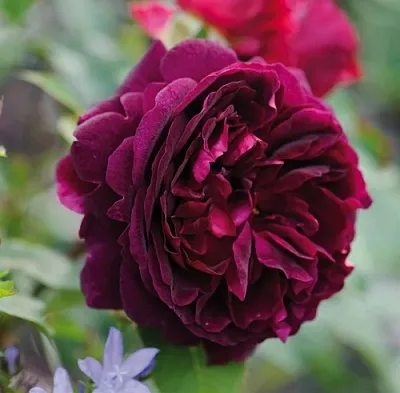 Саженцы роз МАНСТЕД ВУД английская  Саженцы роз МАНСТЕД ВУД английская в Москве