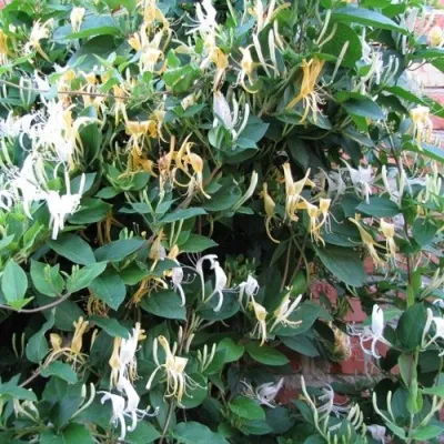 Жимолость ХАЛЛИАНА японская (Хелиана) в Москве