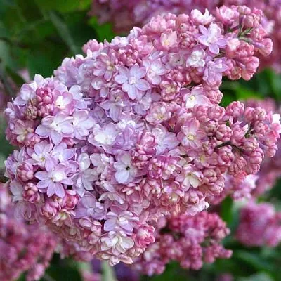 Сирень ПАМЯТЬ О ВЕХОВЕ  Сирень ПАМЯТЬ О ВЕХОВЕ в Москве