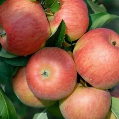 Яблоня ТОПАЗ — описание сорта Яблоня ТОПАЗ в Москве