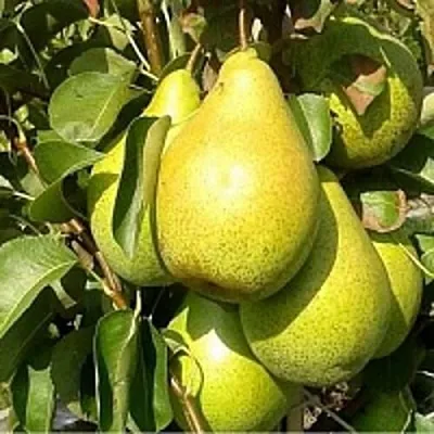 Груша ПАТЕН (ГЛУБОКСКАЯ)  Груша ПАТЕН (ГЛУБОКСКАЯ) в Москве